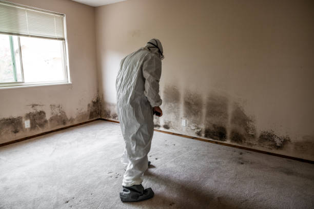 Best Toxic Mold Removal  in USA